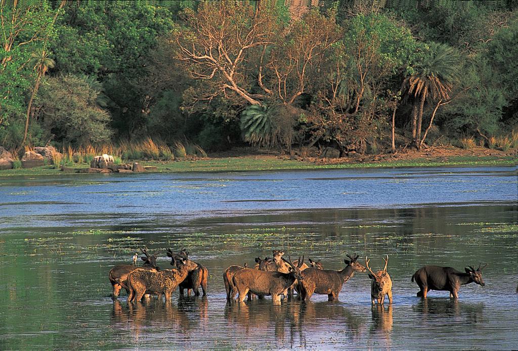 The Oberoi Vanyavilas Wildlife Resort, Ranthambhore Sawai Madhopur Luaran gambar