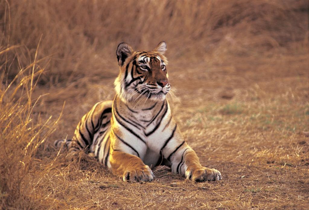 The Oberoi Vanyavilas Wildlife Resort, Ranthambhore Sawai Madhopur Luaran gambar