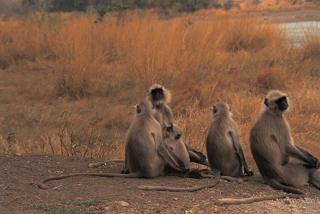 The Oberoi Vanyavilas Wildlife Resort, Ranthambhore Sawai Madhopur Luaran gambar