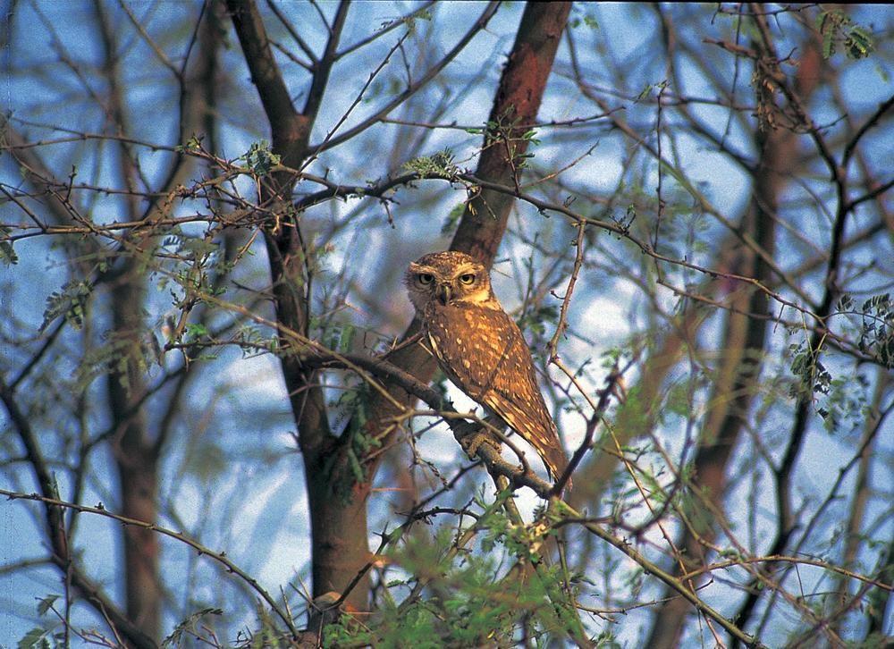 The Oberoi Vanyavilas Wildlife Resort, Ranthambhore Sawai Madhopur Luaran gambar